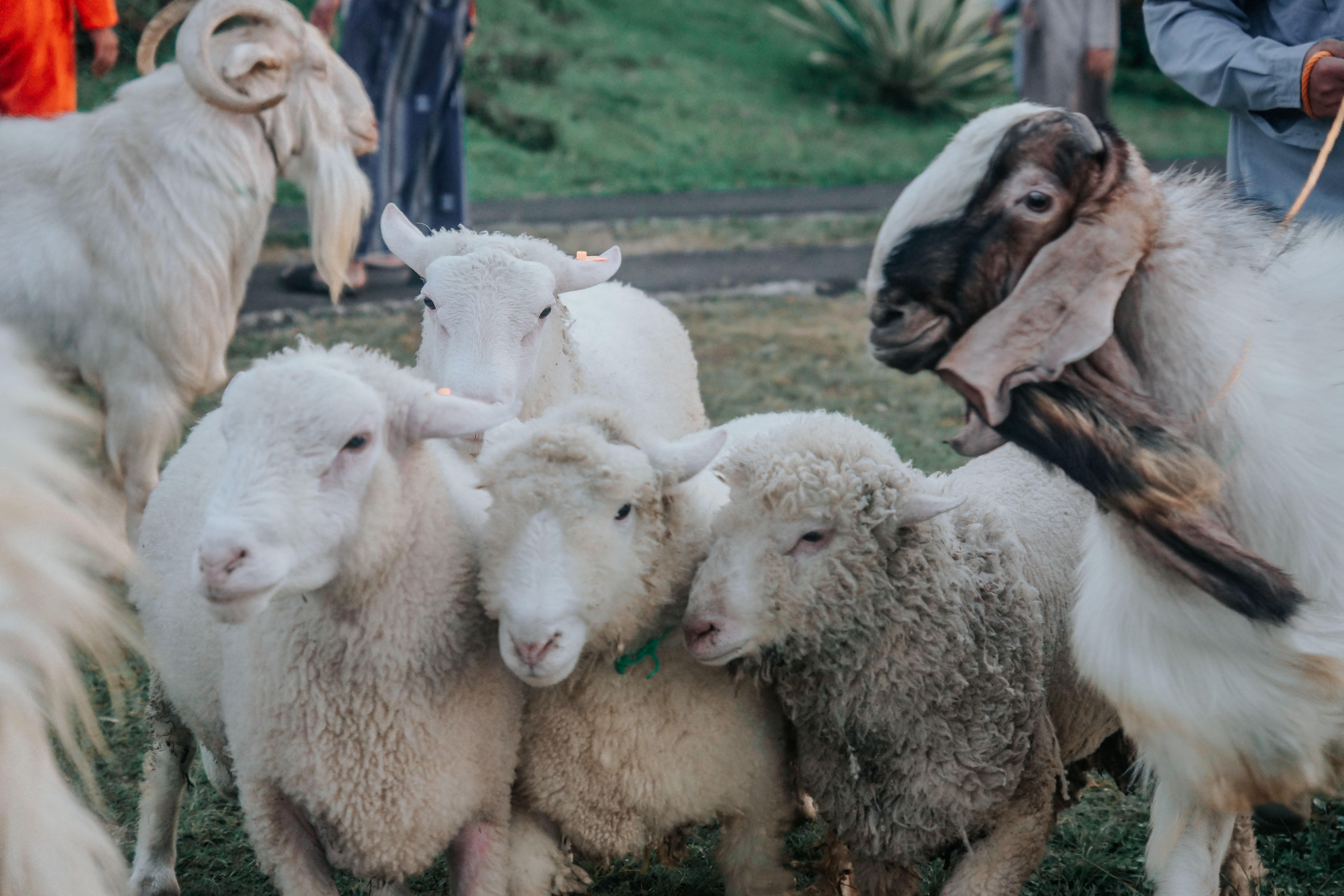 Mahir Farm